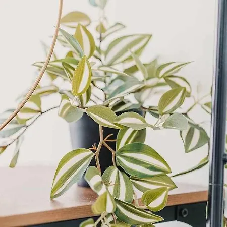 Apartamento Estudio Pride *